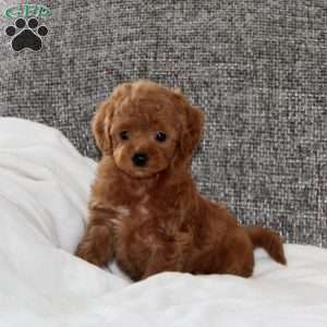 Kolbe, Havapoo Puppy